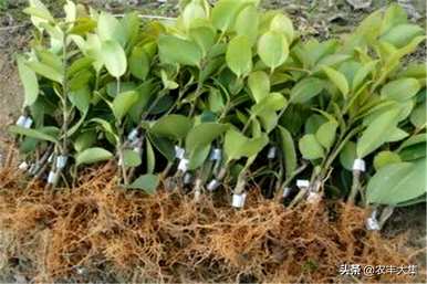 种植油茶时应注意哪些条件、种植油茶苗的方法和注意事项？