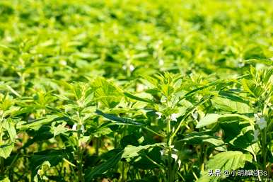 芝麻何时种植最好，芝麻的种植方法和管理