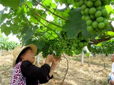 果树什么时候修剪最好？果树剪枝的正确方法和时间