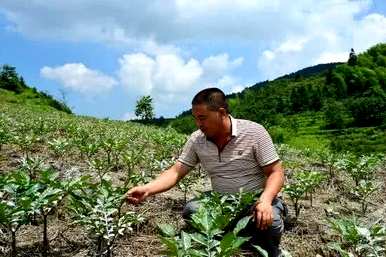 什么土壤适合魔芋种植，哪种土壤适合魔芋种植