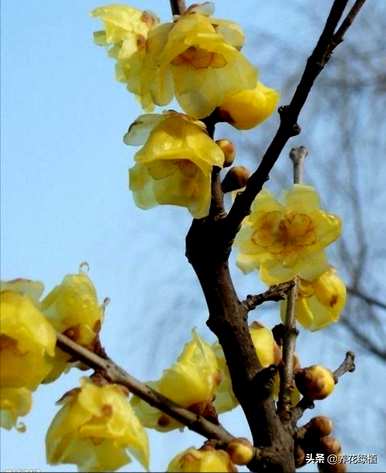 腊梅花什么时候开花视频，腊梅花什么时候开花