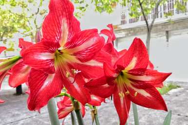 红花从种植到开花需要多长时间？红花怎么开花？