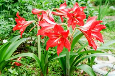 红花从种植到开花需要多长时间？红花怎么开花？