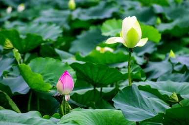 莲花什么季节开花，莲花什么季节开花？