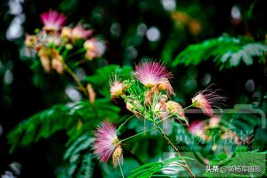 什么时候开花合适，什么时候开花合适