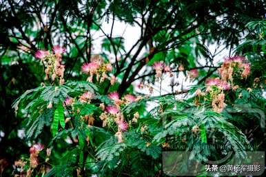 什么时候开花合适，什么时候开花合适