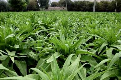 越冬露地生菜种植技术，生菜什么时候种植最好