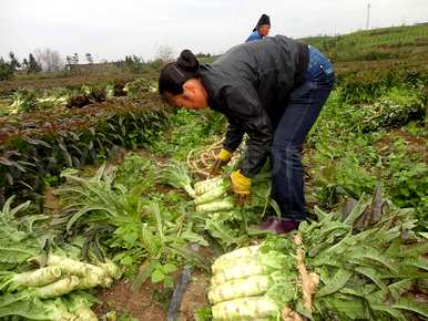 越冬露地生菜种植技术，生菜什么时候种植最好