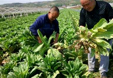 越冬露地生菜种植技术，生菜什么时候种植最好