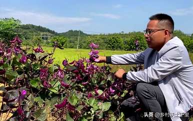 六月份能种什么蔬菜？