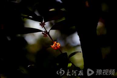 桂花有多少种颜色的视频，桂花有多少种颜色的视频