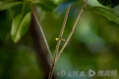 桂花有多少种颜色的视频，桂花有多少种颜色的视频