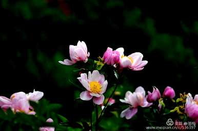 什么花是花中仙子，什么花是花中女神？