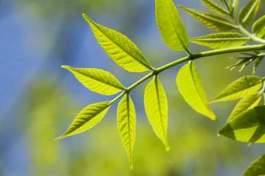 白蜡树开花一般在几个月，白蜡树开花几个月有蜂蜜吗？