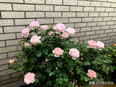 如何修剪冬季月季花，如何修剪冬季月季花