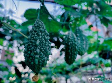 金铃种植多少盆，金铃种植高度