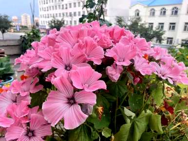 七月份乌兰察布能种花葵吗？花葵的种植方法和时间