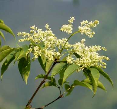 白蜡树几年就能开花结果，白蜡树几年就能开花结果