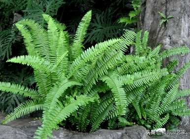 蕨类植物的室内养殖有害吗？蕨类植物的养殖方法