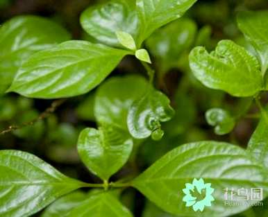 什么是多年的草本花卉，什么是草本植物？