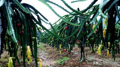 红心火龙果种植方法，红心火龙果种植方法价格