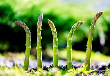 如何种植芦笋种子视频，芦笋种子种植视频教程