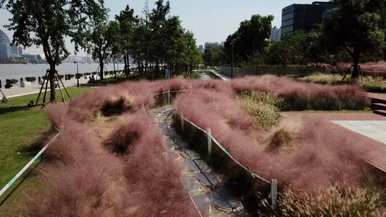 粉黛草不开花是什么样的？粉黛开花后第二年会开花吗？