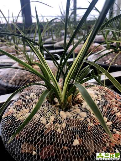 种植和维护君子兰花的技巧、种植方法和技巧