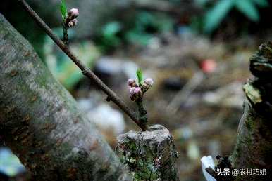 如何在核桃树上嫁接桃树？核桃树的嫁接时间和方法