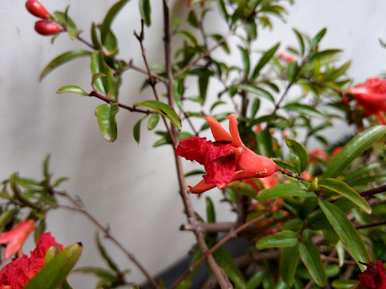 石榴花什么时候开，石榴花什么时候开