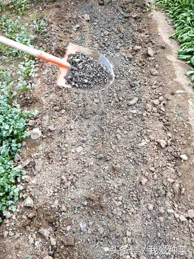 水池蔬菜小贴士，水池蔬菜种植的方法和技巧