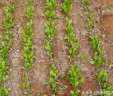 水池蔬菜小贴士，水池蔬菜种植的方法和技巧