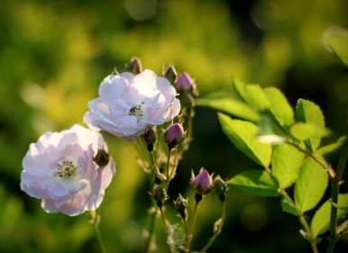 野玫瑰传说和花语，野玫瑰花语是什么意思？