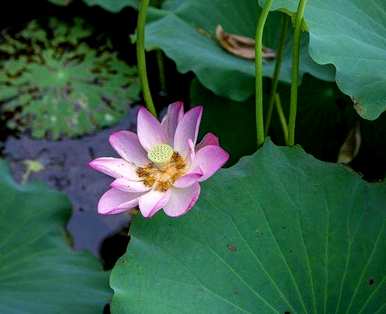 水芙蓉的养殖方法，鱼缸里水芙蓉的养殖方法