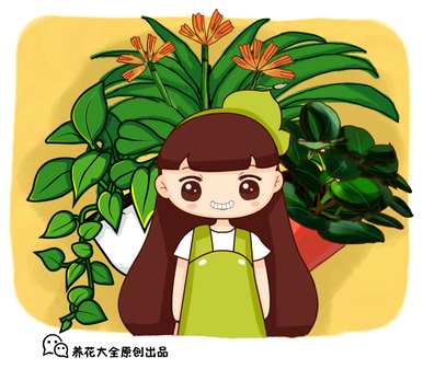 滴水观音花好吗？滴水观音花长什么样？