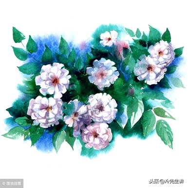 什么是白玫瑰花语，白玫瑰花语和传说