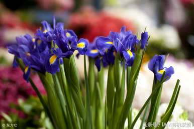 浙江蓝花水生鸢尾种植基地，如何种植蓝花鸢尾