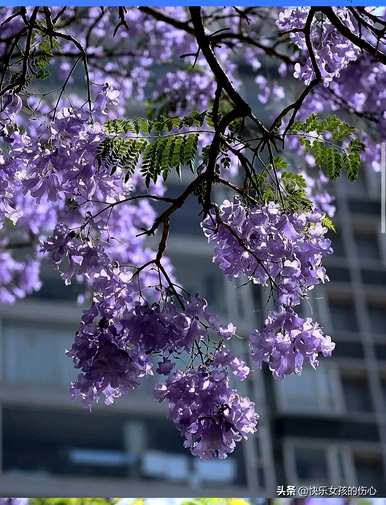 蓝花对树花语是什么意思，蓝花对树代表什么意思？