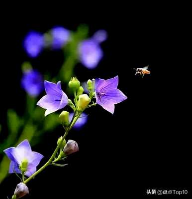 草花品种有哪些，草花品种有哪些应用？