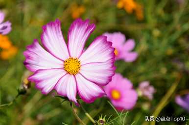 草花品种有哪些，草花品种有哪些应用？