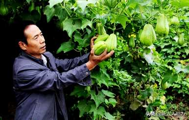 如何种植佛手瓜，如何种植佛手瓜四季挂果