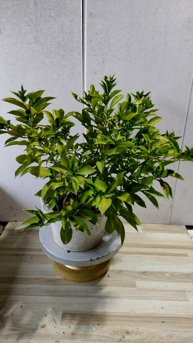 如何修剪双色茉莉花，如何饲养双色茉莉花