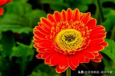 为什么扶郎花不能养在家里？扶郎花的花语是什么？