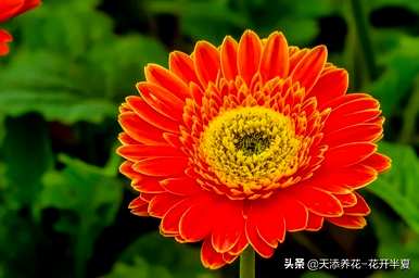 为什么扶郎花不能养在家里？扶郎花的花语是什么？