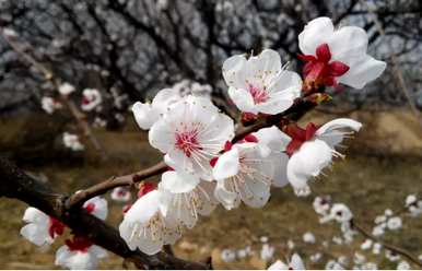 十二个月开的花是什么，十二月开的花是什么？