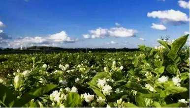 你知道茉莉花语是什么吗？茉莉花语是什么？