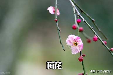 春天有哪些海棠花，春天有哪些花？