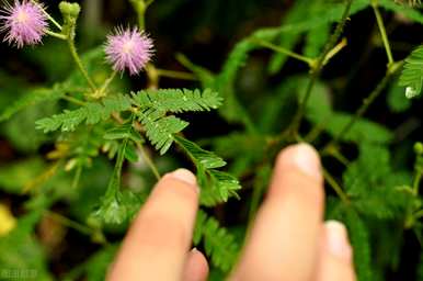 含羞草的花语是什么？含羞草花语图片大全