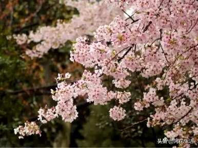 樱花语言生命之花，樱花语言和寓意