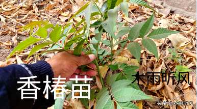 如何种植香椿？た鍜嬫牱镙界